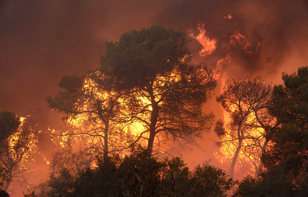 Les belles forêts du Carmel en proie au feu