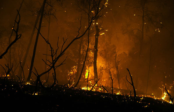 Le feu se fraie un chemin destructeur à travers la forêt