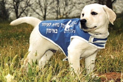 Les chiens guides pour aveugles autorisés au Kottel