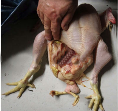 Le poulet à 4 pattes fait polémique parmi les Rabbanim d'Anvers