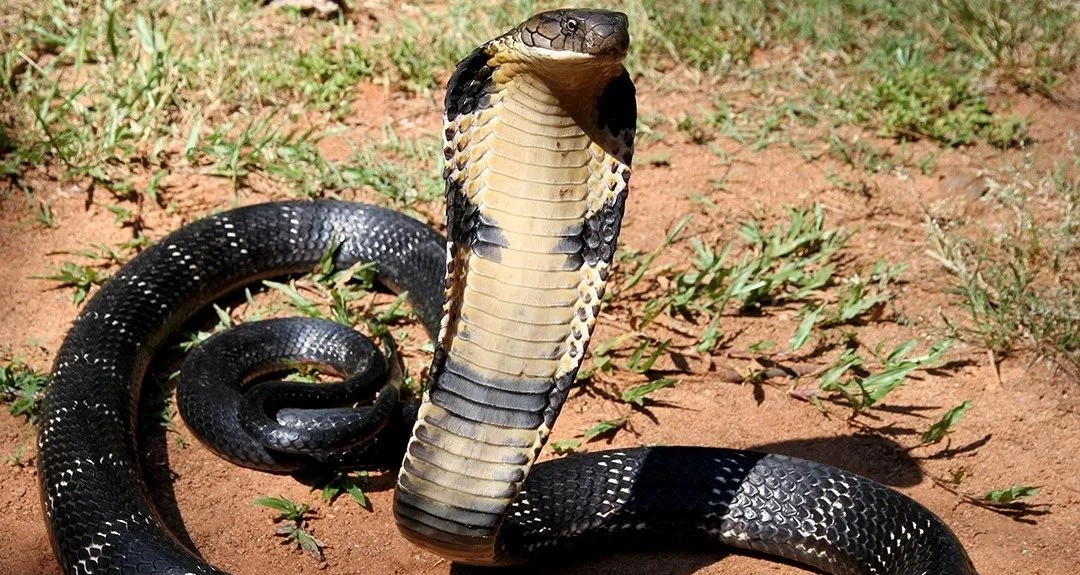 Le cobra