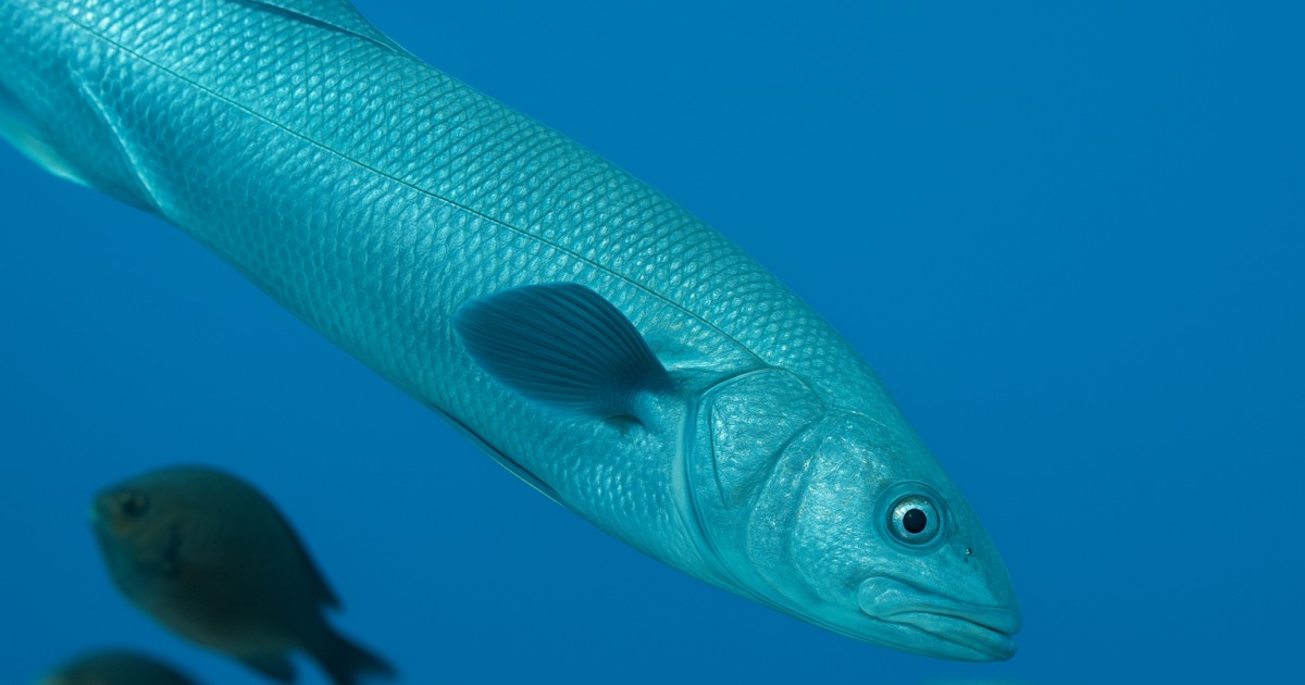 Connaît-on tous les poissons Kachèr ?