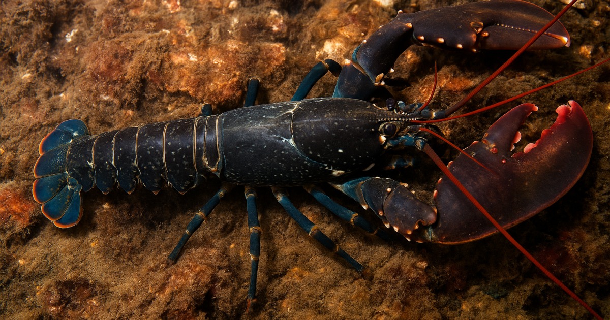 La philosophie du homard
