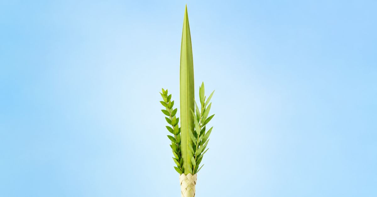 Loulav